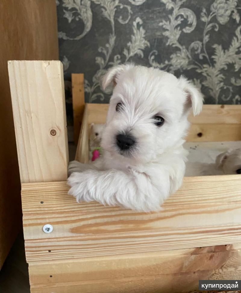 мини йоркширский терьер щенок 2 месяца. ходунки для собак йоркширских терьеров собаки 11 лет. йорк терьер щенок. йоркширский терьер со щенками. йорк в курске.