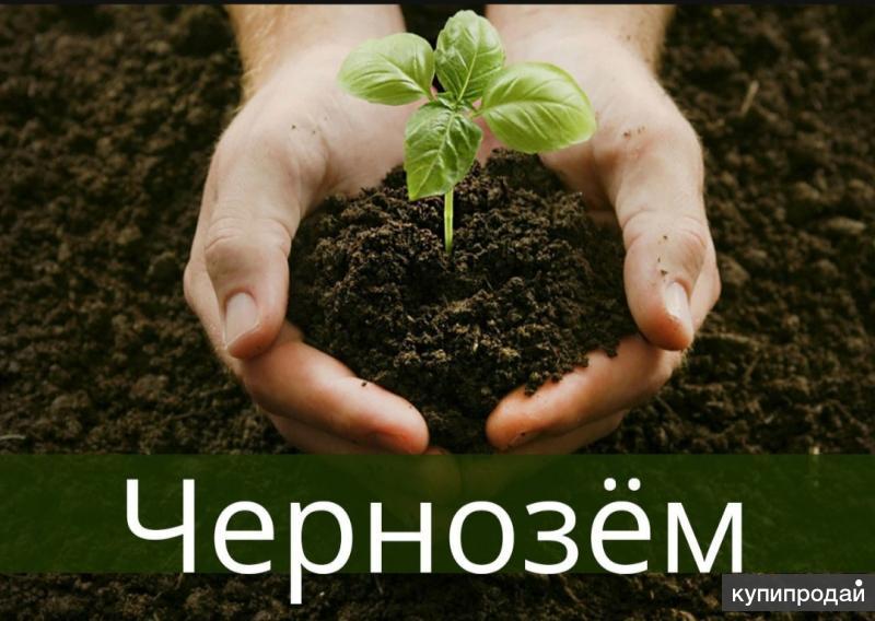 Земля плодовитая. Плодородный грунт. Земля плодовитая. Чернозем ростки. Органическое удобрение сапропель.