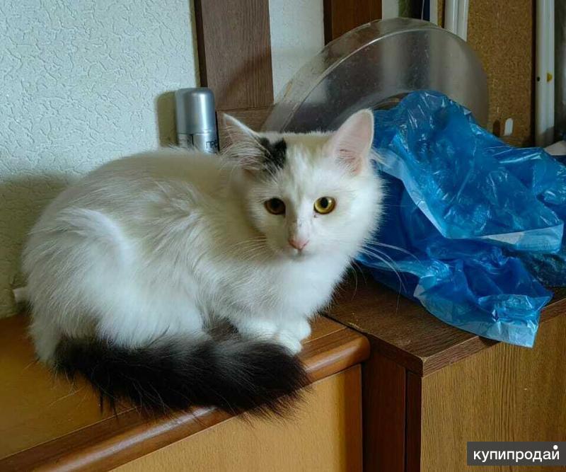 московский котята