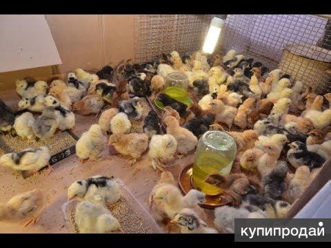 Курица — Википедия