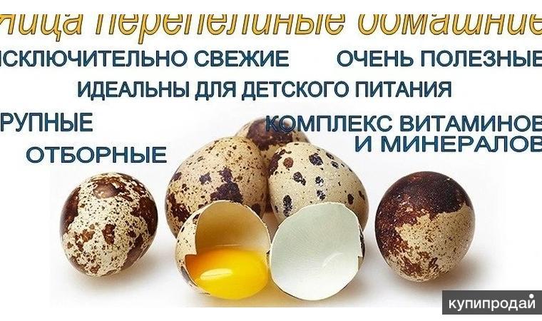 Объявление о продаже яиц домашних образец