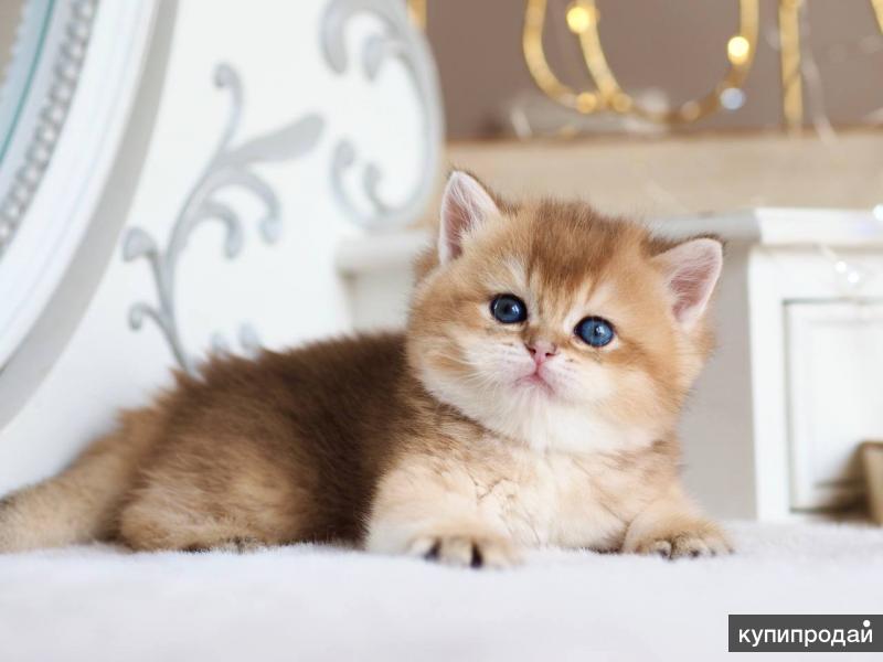 Купить котенка владивосток. Британская кошка Золотая. Породистые котята. Золотые британские котята. Красивые породы кошек.