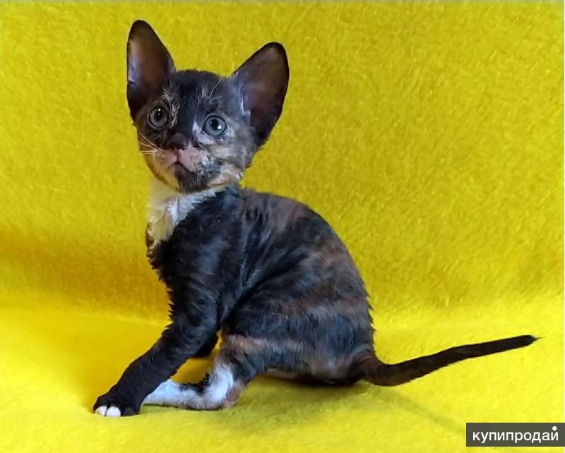 Selkirk Rex Curly Cat Schattige katten, Katten, Grappige dieren