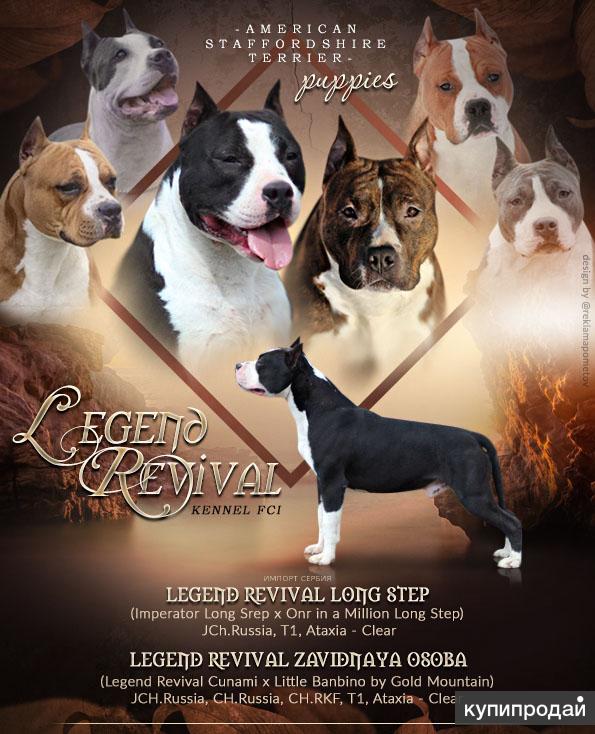 Quickstep team. Амстафф черный девочка. Latexco. Step long. Раковина paa piano silk 150.