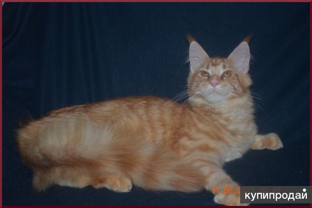 кун волгограде