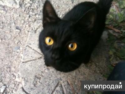 кошка 3-х лапка Маша ищет семью!