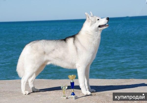 Продаются красивые,здоровые щенки.