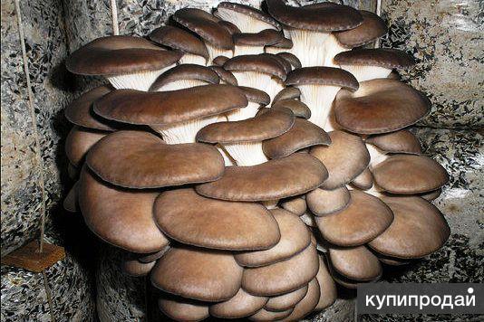Для выращивания грибов вешенки – комплект!