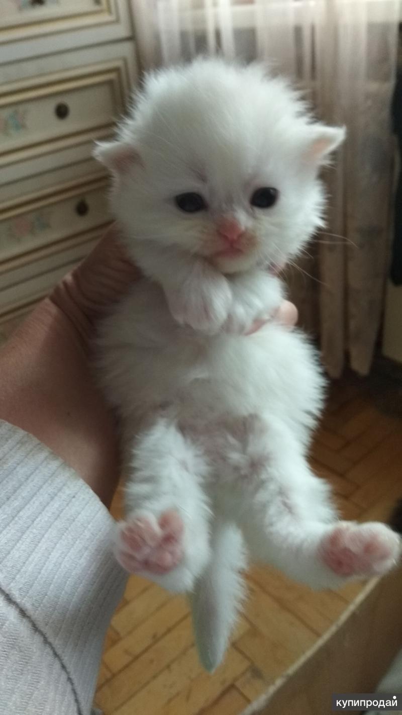 Белый персидский котенок