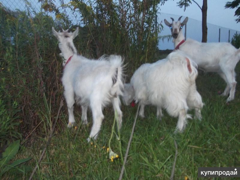 Коза 3 года. Три козы. Козы три месяца. Три козы фото. Животные Орловской области.