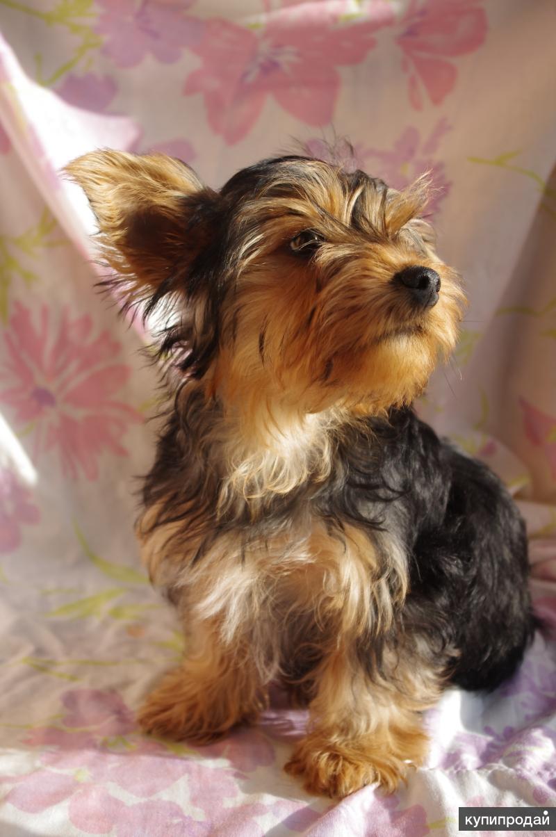Йорк стандарт фото взрослой собаки и описание