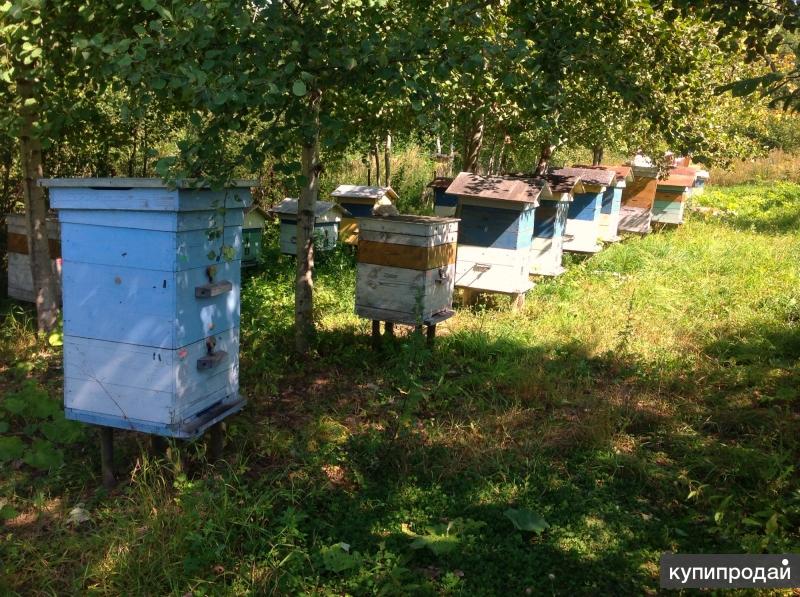семейная пасека коровиных. пчеловод уральский мед. июль мед. пасека коровиных алтай. пасека в башкирии.