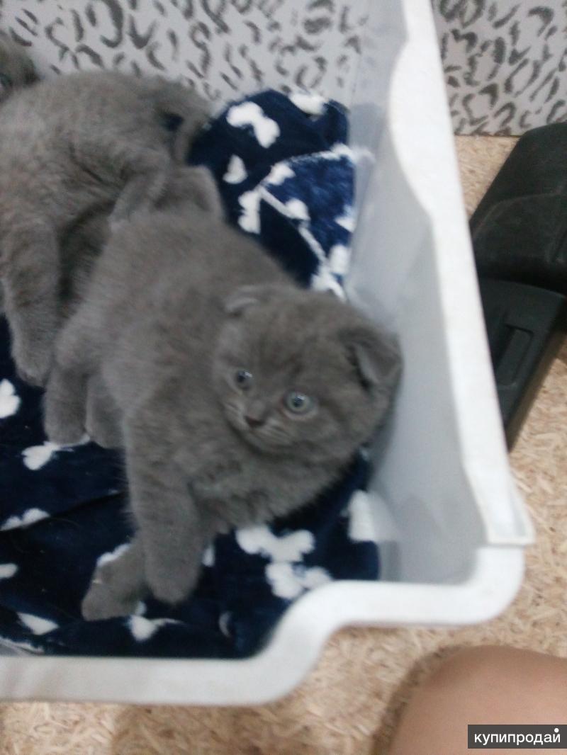котята бузулук. бузулукский кот. шотландец боровичи. авито бузулук животные кошки. котята бузулук.