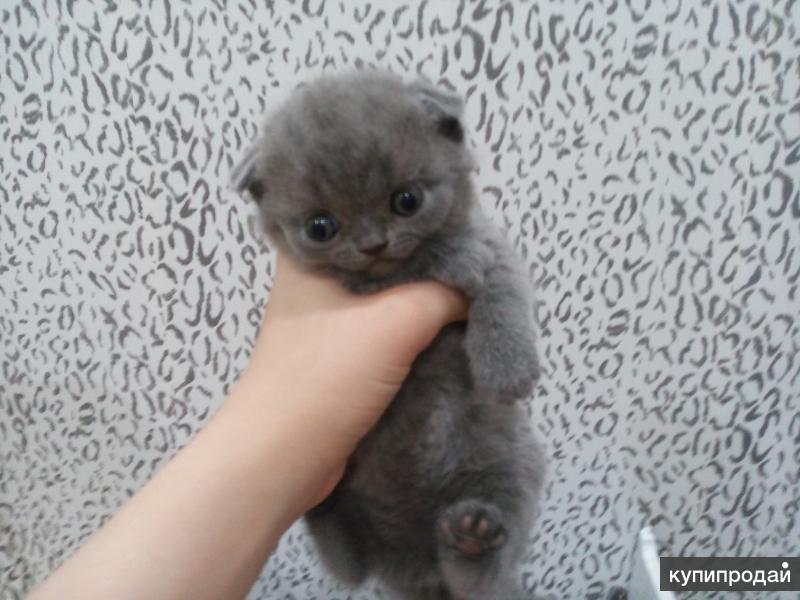 Кошки бузулук. Котята Бузулук. Породистые котята в городе Лесозаводск. Маленькие вислоухие серые котята отдам в добрые руки. Бузулукский кот.