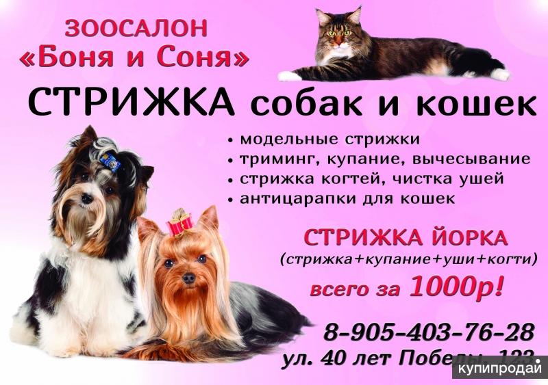 Визитки стрижки кошек и собак
