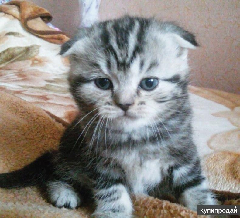 Чебоксары Купить Котят Шотландских Вислоухих