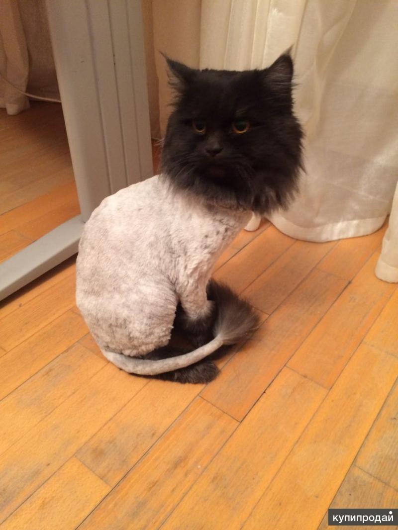 Где подстричь кошку в москве недорого