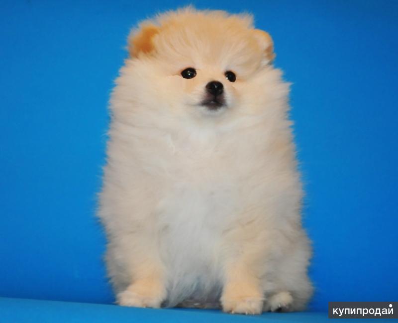 шпиц белоснежка. мини шпиц новосибирск. карликовый шпиц. шпиц померанец мини. шпиц белый.