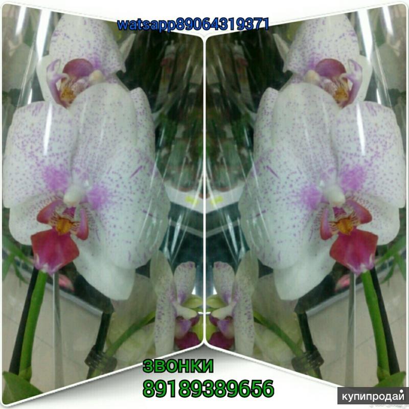 Орхидея фаленопсис формидабло. Орхидеи в леруа мерлен. Фаленопсис попкорн. Phalaenopsis mixed stern 16+bl wave 2 00938000888. Авито тула орхидея.
