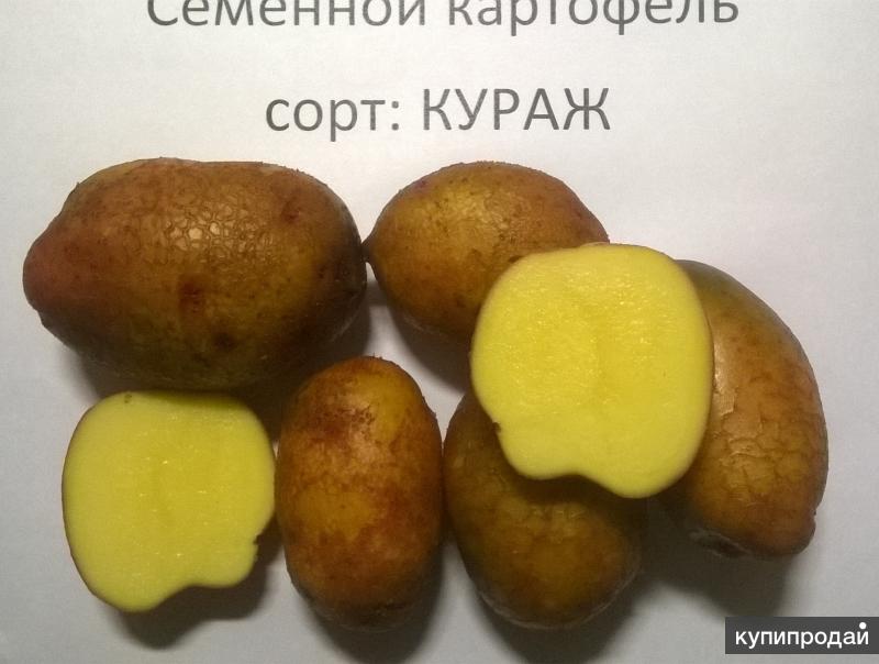 Картофель кураж описание сорта фото