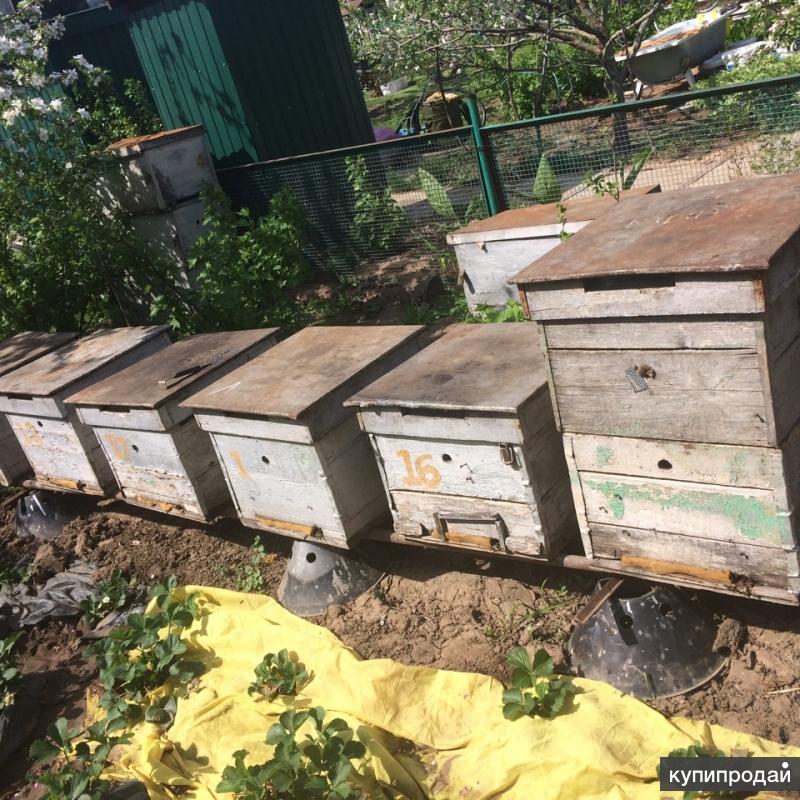 Купить пчелосемьи в белгородской области. Пчелы, пчелопакеты, Дадан. Продаются пчелосемьи. Пчеловодство в Волгоградской области. Продам пчелосемьи реклама.