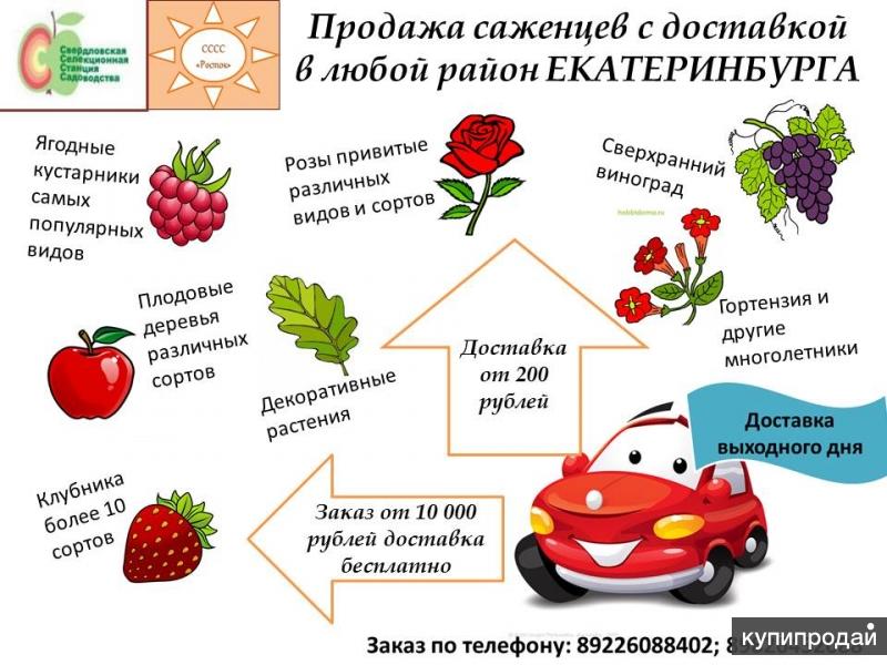 Купить Саженцы Екатеринбург Интернет Магазин