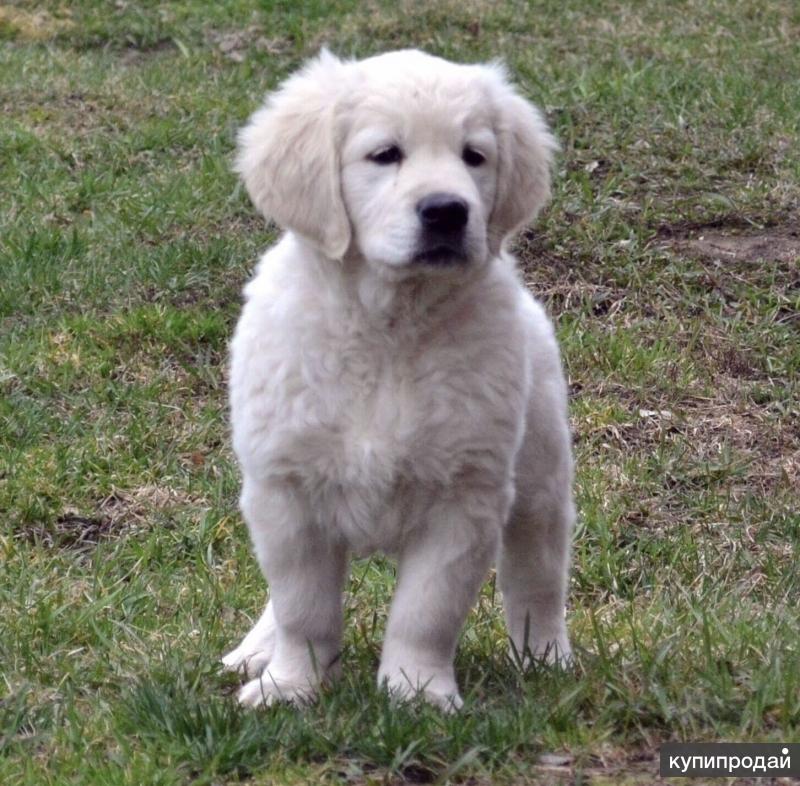 Питомник антарес норд. Золотистый ретривер фото щенки. Золотисты1 ретривер щенки. Золотистый ретривер фото. Щенки золотистого ретривера и немецкой овчарки.