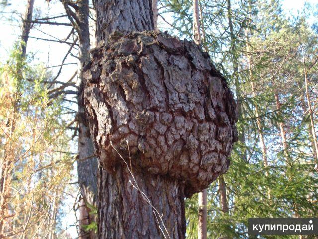 Древесина в нижнем