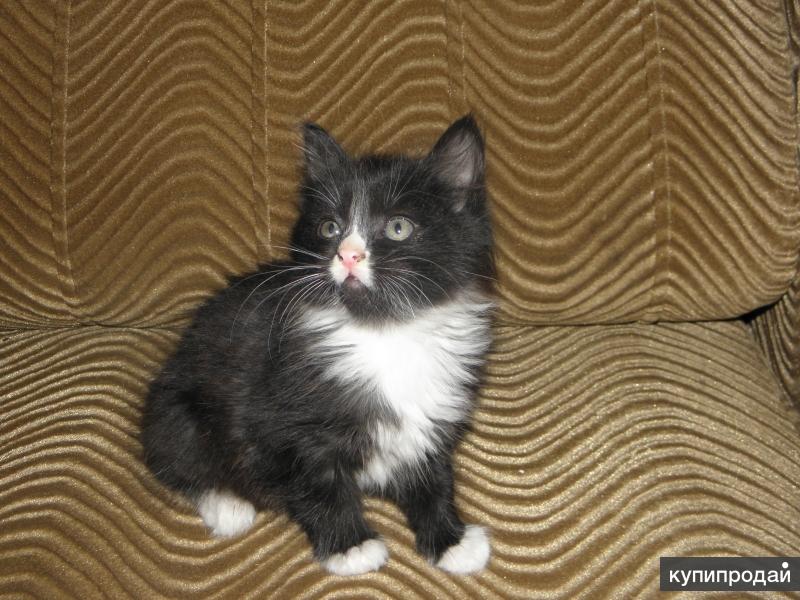 бобтейл в добрые руки. курильский бобтейл беременный. бобтейл в добрые руки. курильский 2 бобтейл. курильский бобтейл котенок 3 месяца.