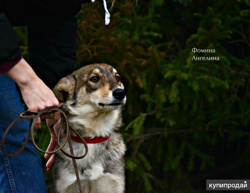 Памятник бездомной собаке в томске. Породистые собаки томск. Статуя собаки томск. Собаки томск. Памятник собаке в томске.