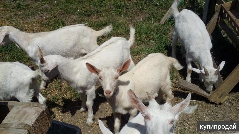Белгородская куплю козу