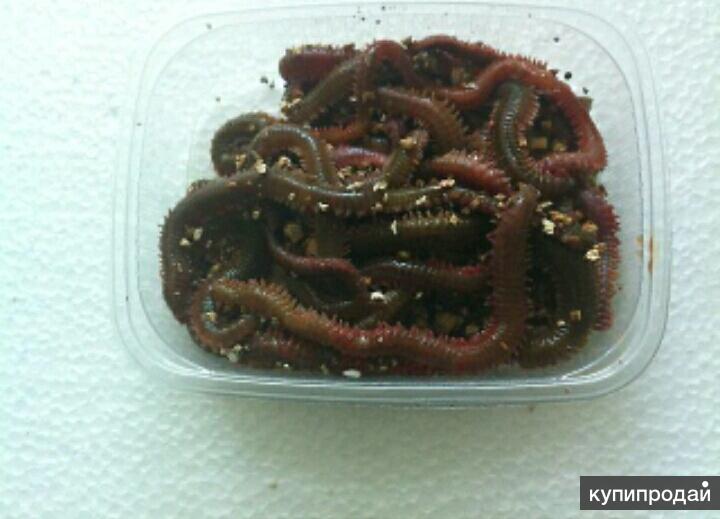Купить живых червей. Японский морской червь "нереис". Нереис морской червь для рыбалки. Морской червь нереис Владивосток.