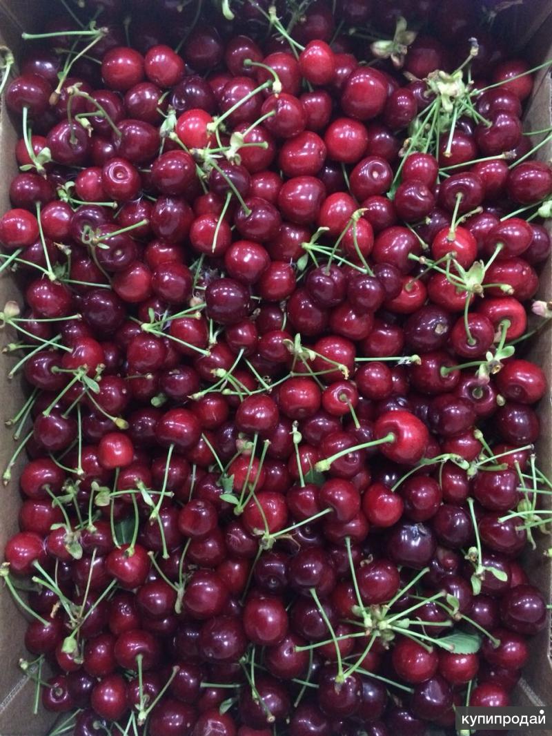 Вишня свежая. Продается черешня. Дагестанская ранняя черешня. Фрукты в ящике. Продается черешня.