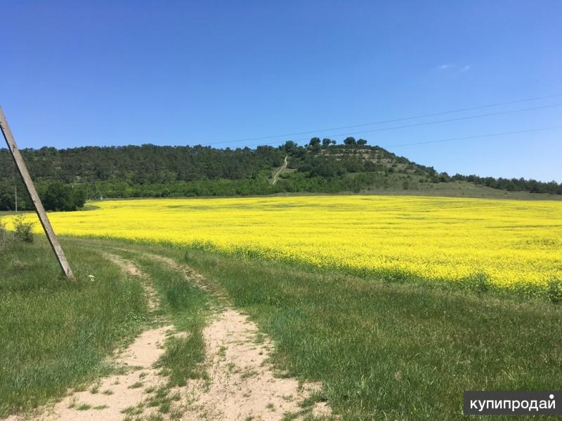 Купить Поросят В Бахчисарайском Районе Крыма