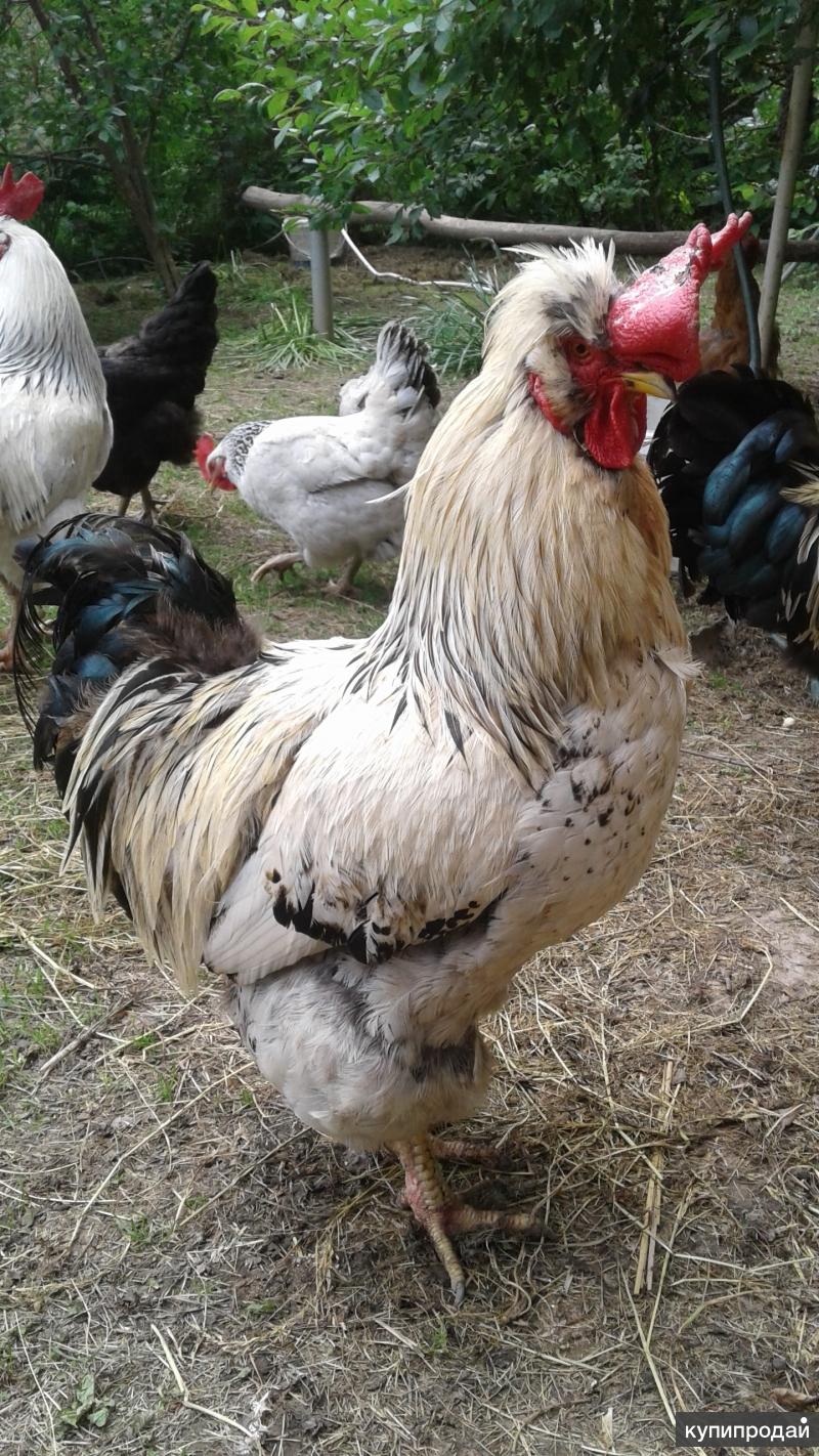 Фото Петухов Разных Пород С Названиями