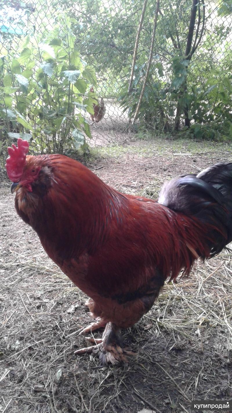 Фото Петухов Разных Пород С Названиями