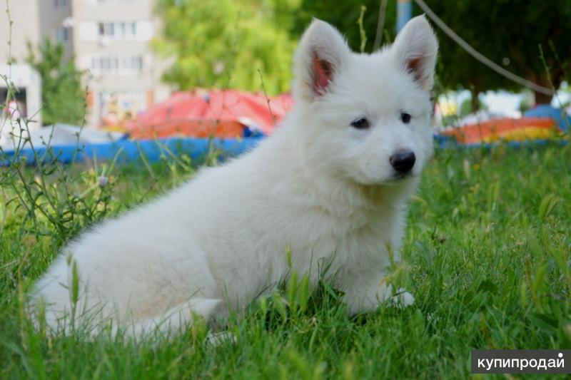 Белая Швейцарская Овчарка Купить Москва
