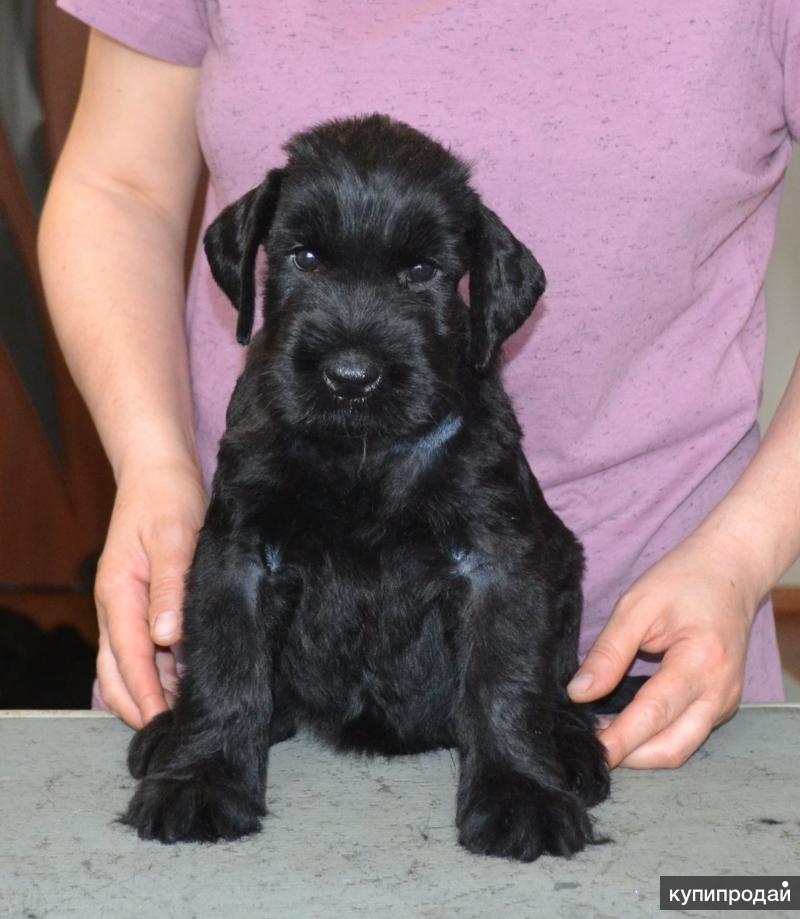 Пудель малый средний черный. Ризеншнауцер в добрые руки москва и московская область. Метис ризеншнауцера. Той пудель черный. Ризеншнауцер питомник.
