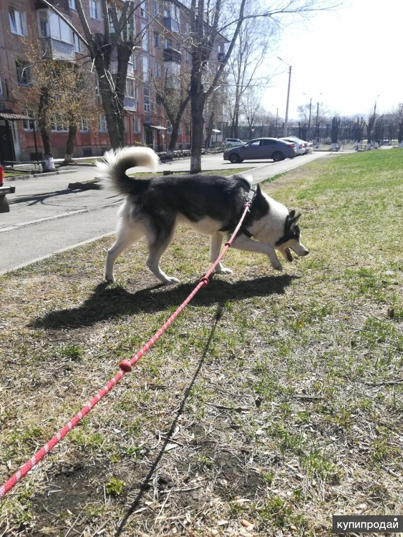 Выгул Собак Цена