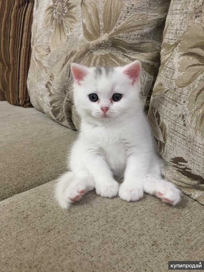 Кошки купить в московском. Шотландская прямоухая кошка белая. Шотландский прямоухий котенок белый. Шотландские котята белые прямоухие. Скоттиш страйт вислоухий белый.