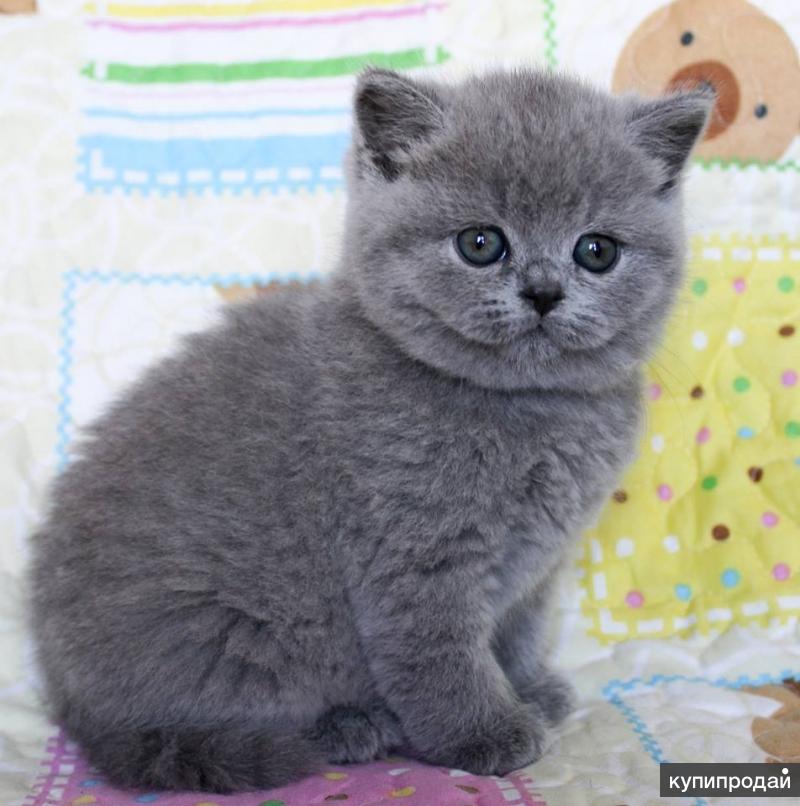 Авито Британские Котята Фото