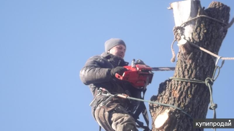 Спил деревьев пенза. Валка деревьев в городских условиях. Спил деревьев на кладбище.