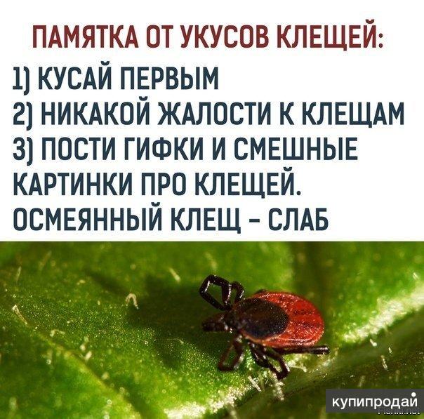 Смешные картинки клещ