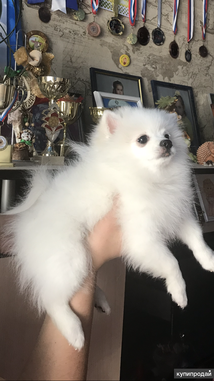Домашний шпиц белый. Шпиц белый. Померанский шпиц белый девочка. Белый шпиц 7 месяцев. Белый шпиц домашний