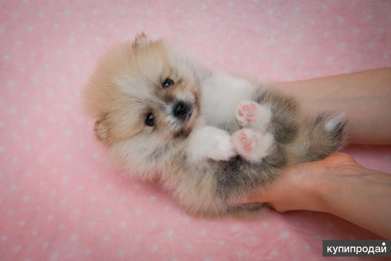 родившиеся щенки шпица. родившиеся щенки шпица. родившийся шпиц. щенки шпица только родившиеся. померанский шпиц новорожденный.