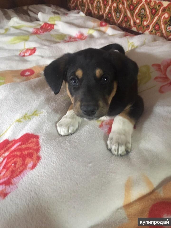 Купить Щенка В Екатеринбурге
