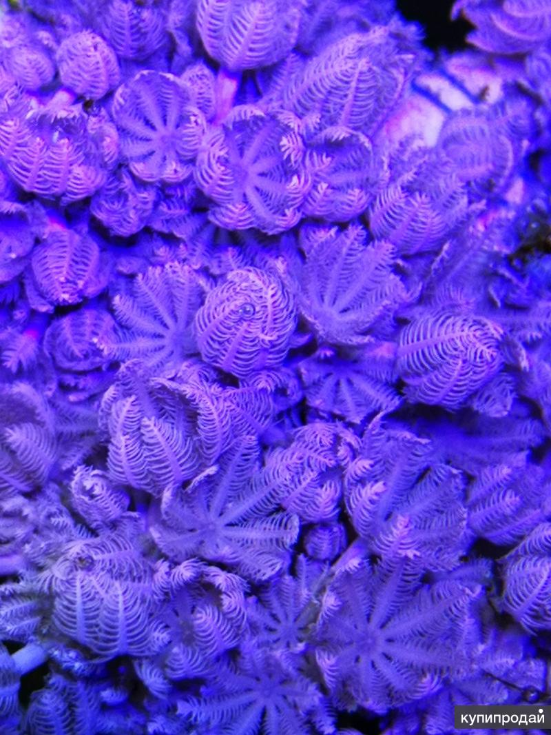 Морской аквариум кораллы