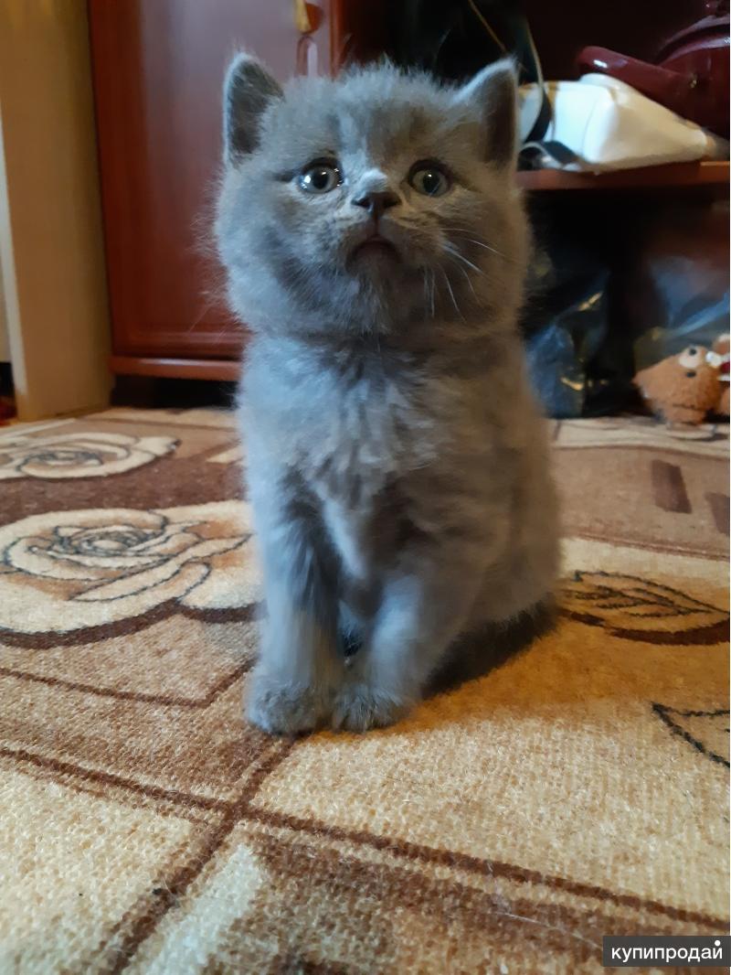 Купить Котята На Авито Каменск Уральский
