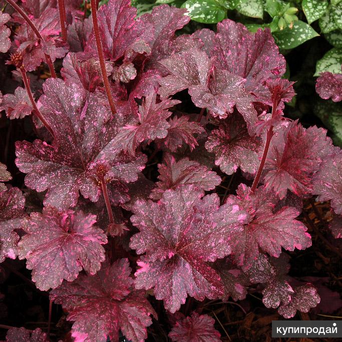 Гейхера midnight rose. Гейхера (Heuchera) "Миднайт Роуз". Гейхера Миднайт Роуз. Гейхера Миднайт обсидиан.