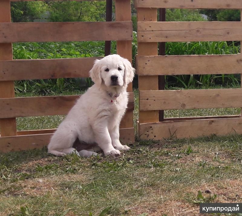 авито миасс собаки